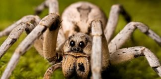 A lejohet mbytja e milingonave dhe merimangave?