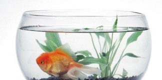 Mbajtja e peshqëve në akuarium, a është gjynah?