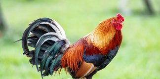 A vërtet këndon gjeli kur i sheh melekët?