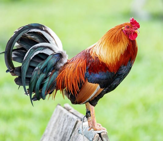 A vërtet këndon gjeli kur i sheh melekët?