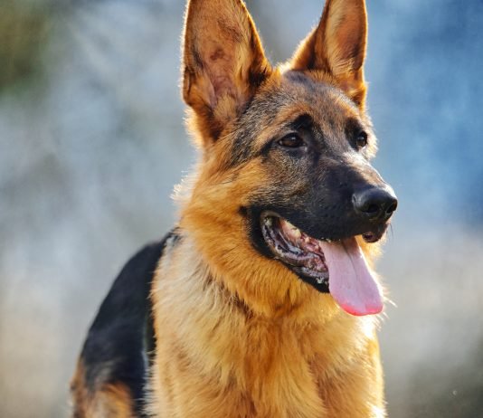 A lejohet mbajtja e qenit në shtëpi?