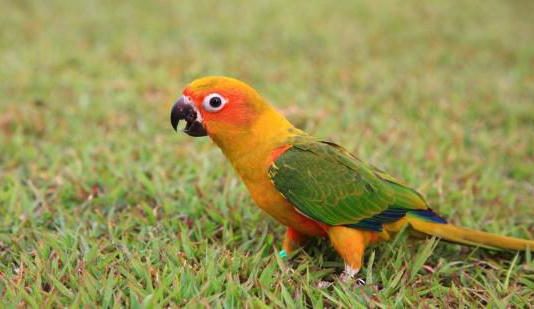 A lejohet mbajtja e papagajve në shtëpi?