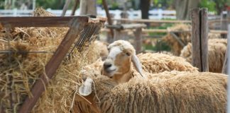 Cilat janë kushtet që duhet të plotësojë kafsha që të jetë kurban?