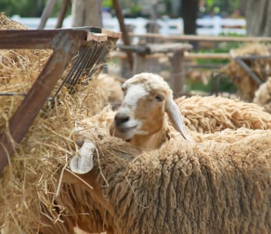 Cilat janë kushtet që duhet të plotësojë kafsha që të jetë kurban?