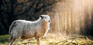 A lejohet të therr Kurban së bashku me prindërit?