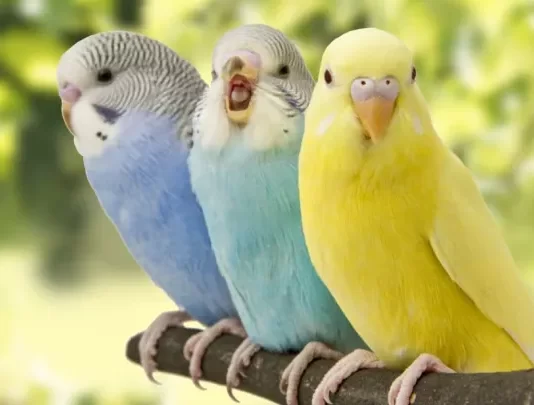 A është mëkat mbajtja e bilbilave në kafaz?