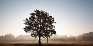 Shpirti në momentet e vdekjes