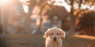 A ju lejohet muslimanëve mbajtja e qenve?