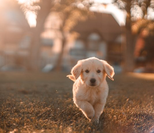 A ju lejohet muslimanëve mbajtja e qenve?