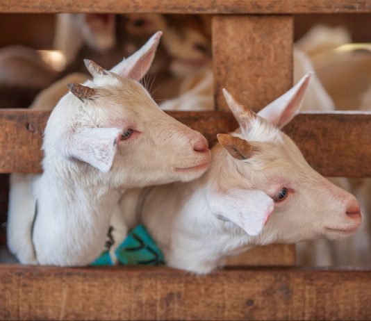 A bëhet kurban për të vdekurin?