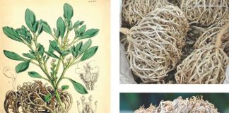 A i lejohet gruas shtatzënë përdorimi i bimës “Kaf Merjem”, për ta bërë më të lehtë lindjen?