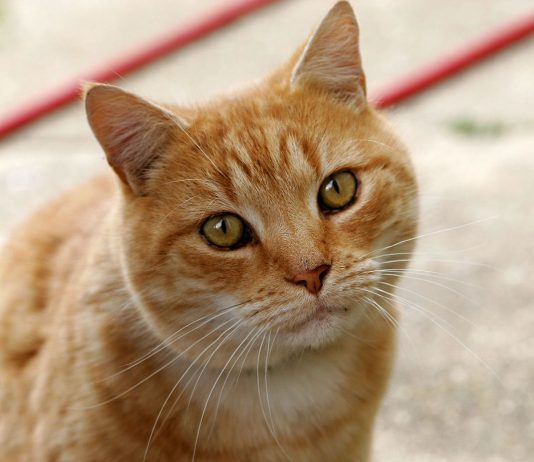 A lejohet të bëhet sterilizimi i maceve?