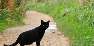 A janë macet e zeza shejtan dhe a duhet vrarë ato?