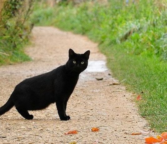 A janë macet e zeza shejtan dhe a duhet vrarë ato?