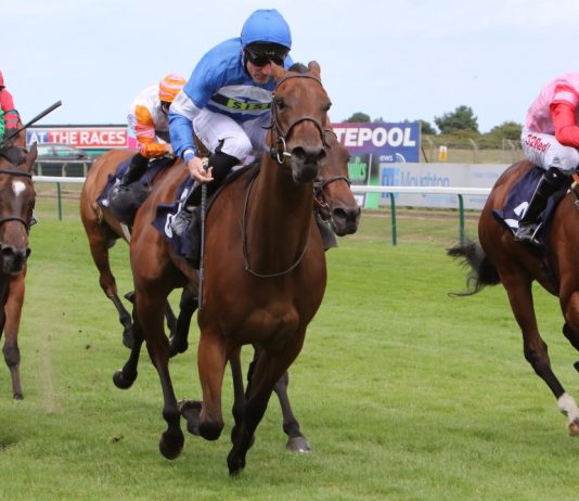 A lejohen bastet në garat me kuaj?