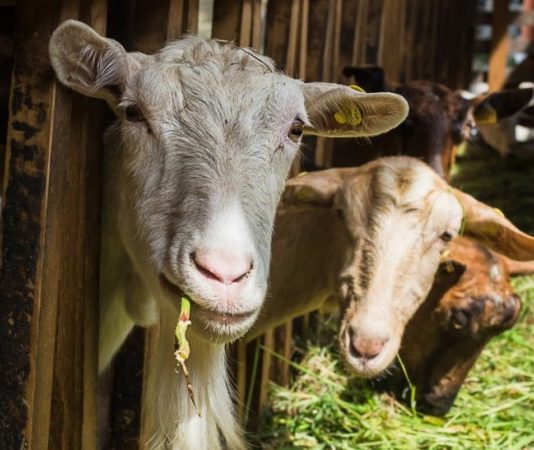 Kur të prejmë kurban për sa persona duhet ta bëjmë nijet?