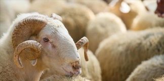 Cili është kuptimi i fjalëve “Allahu e mallkoftë atë që ther një kafshë për hir të dikujt tjetër përveç Allahut”?