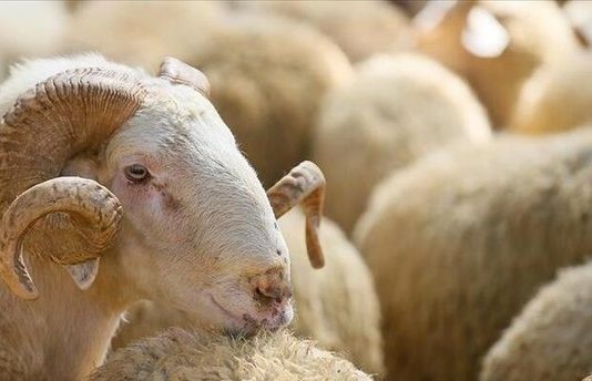 Cili është kuptimi i fjalëve “Allahu e mallkoftë atë që ther një kafshë për hir të dikujt tjetër përveç Allahut”?