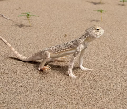 A ka hadith që tregon se ka shpërblim ai që mbyt hardhucën?