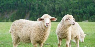 A është gabim nëse e therim kurbanin, para ditës së Kurban Bajramit?