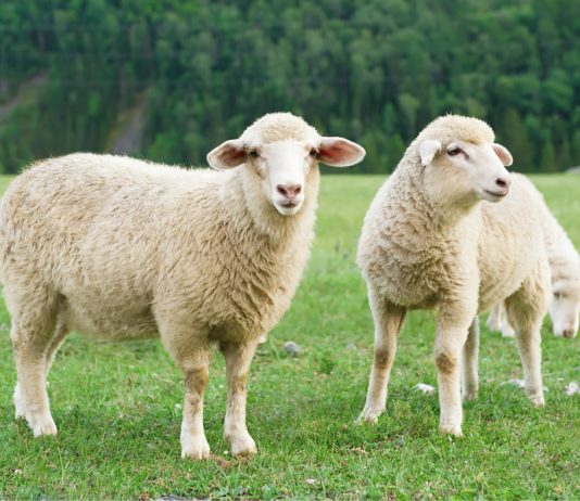 A është gabim nëse e therim kurbanin, para ditës së Kurban Bajramit?