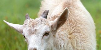 A ka moshë të caktuar për kafshët që duamë t’i prejmë për kurban?