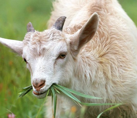A ka moshë të caktuar për kafshët që duamë t’i prejmë për kurban?