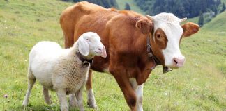 Cilat janë kushtet për vlefshmërinë e kurbanit?