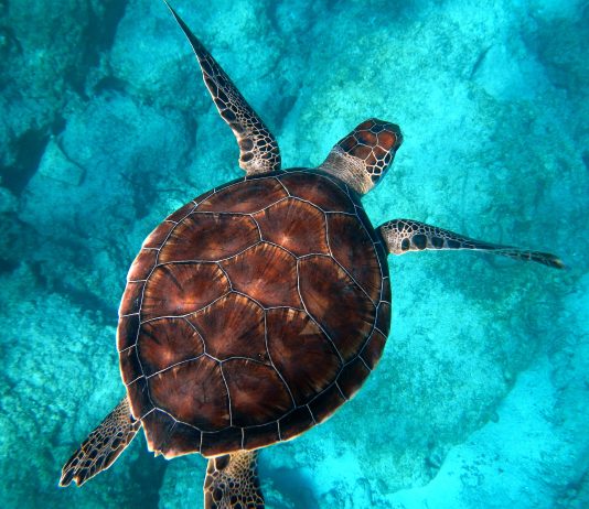 A lejohet breshka si kafshë shtëpiake?