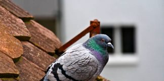 A lejohet të hahet mishi i rosave dhe pëllumbave?