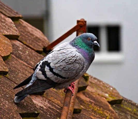 A lejohet të hahet mishi i rosave dhe pëllumbave?