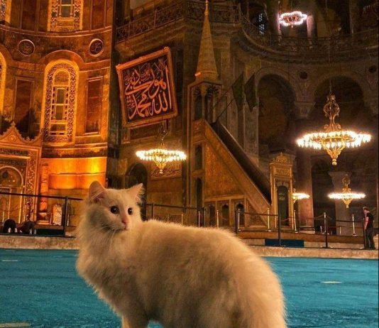 Përderisa jemi duke u falur, macja na kalon përpara a mund të vazhdojmë namazin apo duhet filluar nga fillimi?