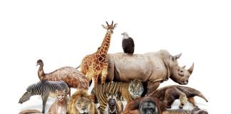 Cilat janë kafshët e pastra dhe të papastra?