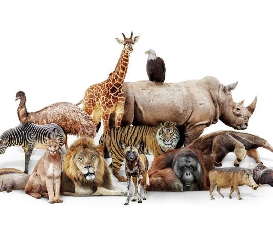 Cilat janë kafshët e pastra dhe të papastra?