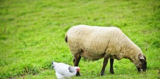 A lejohet rritja e kafshëve dhe pulave në shtëpi kur fqinjët mërziten nga era e tyre?