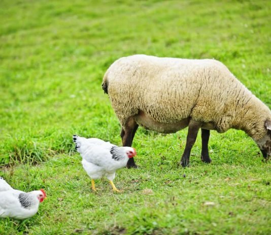 A lejohet rritja e kafshëve dhe pulave në shtëpi kur fqinjët mërziten nga era e tyre?
