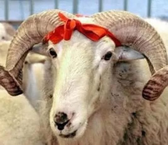 Nëse Islami është fe e dashurisë, pse muslimanët i vrasin kafshët për Bajram?