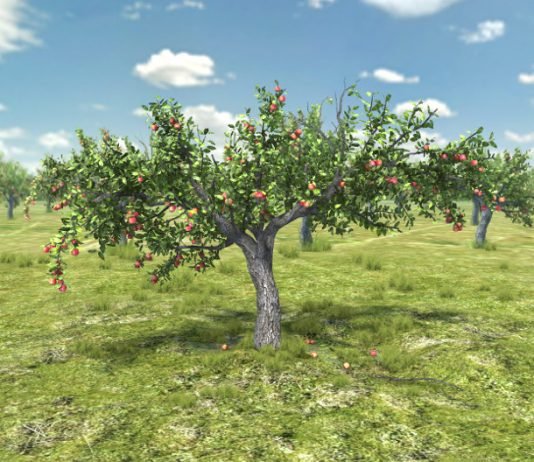 A lejohet të hahen frutat(pemët) nga pemishtja e huaj e lënë shkret?