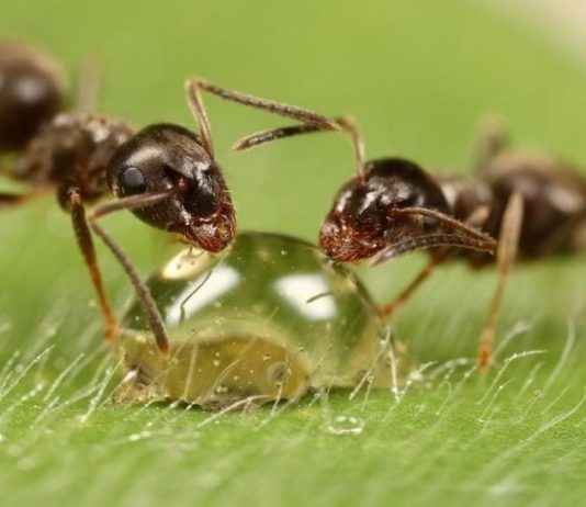 Mbytja e milingonës me dhe pa arsye