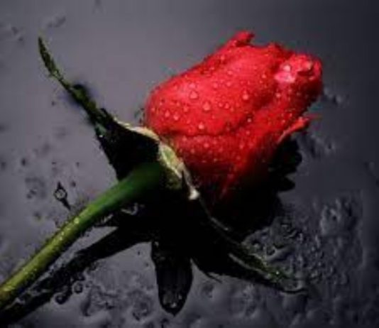 Nëse një femër është veshur me fustan të gjatë dhe vishet me rroba të gjëra por mbulesen nuk e ka, a është njëjtë me atë femër që vishet me fustana të shkurtë e bën plazh me rroba banjo?