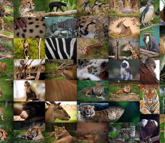 Cilat kafshë janë përmendur në Kuran?!