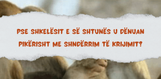 Pse shkelësit e së shtunës u dënuan pikërisht me shndërrim të krijimit?