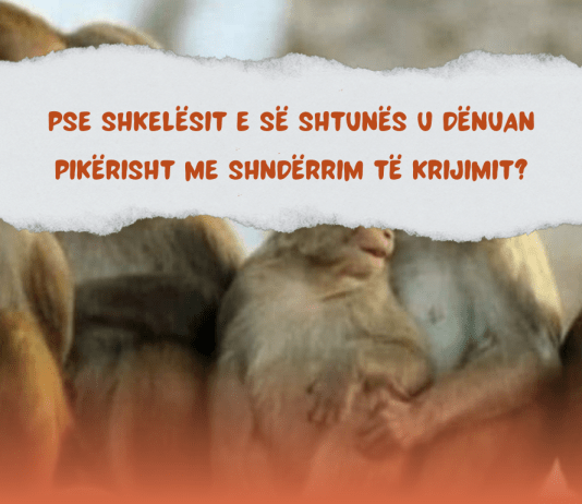 Pse shkelësit e së shtunës u dënuan pikërisht me shndërrim të krijimit?