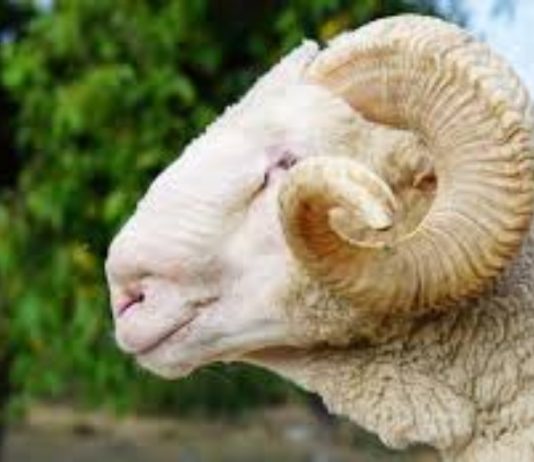 Të ther kurbanin në Bajram Kurban apo me paratë e kurbanit t’u ndihmoj motrave me kushte të rënda ekonomike?