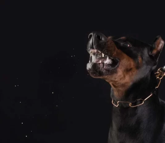 A lejohet të vritet qeni që dëmton bagëtinë?