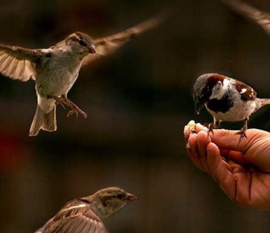 Çka është risku dhe cili është kuptimi i drejt i tij?