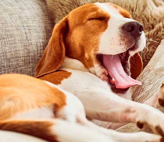 Çfarë është gjykimi për jargët e qenit, nëse bien në trupin e njeriut dhe në rroba?