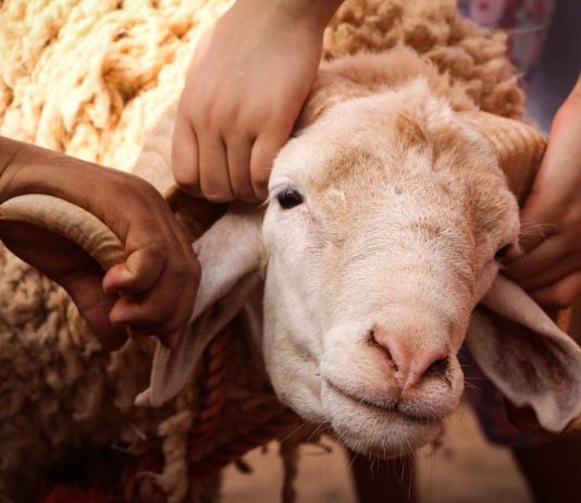 A lejohet kurbani për të vdekurit?