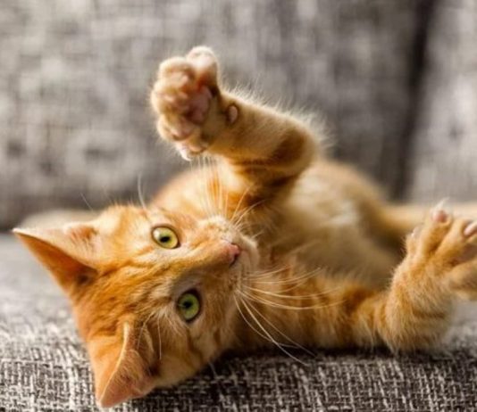 A lejohet mbajtja e maceve në shtëpi?