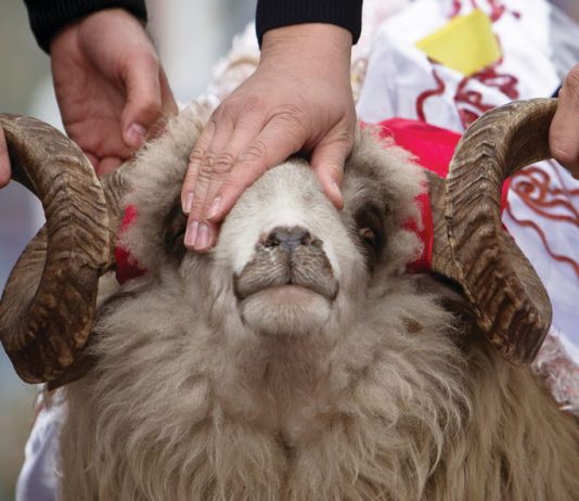 A më mirë është të theri kurban apo të shlyen borxhet që kam?